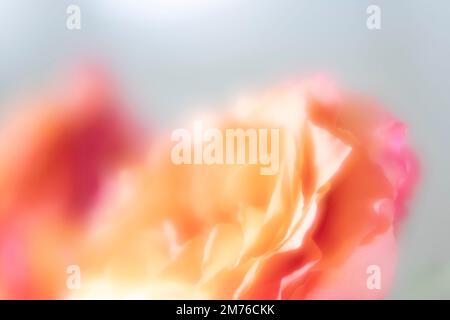 Die bei Sonnenuntergang gefärbten Rosen und Blütenblätter in Pfirsich, Rosa, Orange und Pfirsich haben eine traumhafte ätherische Stimmung und ein Gefühl im weichen, natürlichen Licht Stockfoto