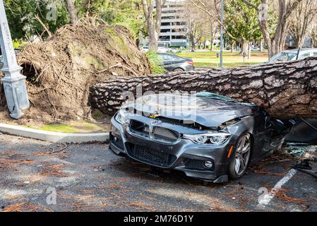 Foto von der Vorderseite eines BMW-Wagens, das in Sacramento von einer Kiefer zerschmettert wurde, weil eines der extremen Stürme in Nordkalifornien stattfand. Stockfoto