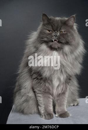 Flauschige graue Katze, die ein lustiges Gesicht macht, Augen zu, die ihre Zähne zeigen. Stockfoto