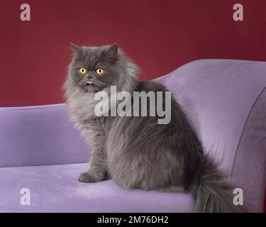 Süße flauschige graue Katze, die mit ausgestreckter Zunge auf einer violetten Couch sitzt. Stockfoto