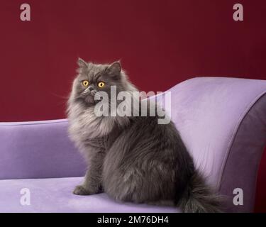 Süße langhaarige graue persische Raguffin-Katze, die auf einer Lavendel-Couch sitzt. Stockfoto