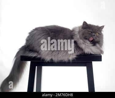 Eine flauschige graue Katze, die ein lustiges Gesicht macht. Stockfoto