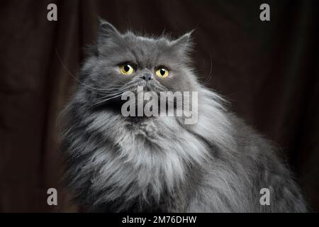 Wunderschönes Porträt einer superflauschigen grauen persischen Katze. Stockfoto