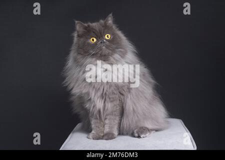 Ziemlich graue persische Ragamuffin-Katze, die nach oben schaut. Stockfoto