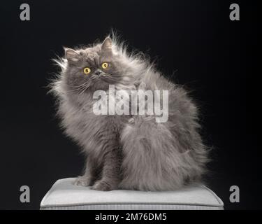 Extrem flauschige graue persische Katze mit hochstehendem Fell. Stockfoto