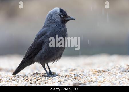 Jackdaw (Corvus monedula) am Kiesstrand bei Regen mit geringer Tiefenschärfe Stockfoto