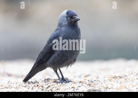 Jackdaw (Corvus monedula) am Kiesstrand bei Regen mit geringer Tiefenschärfe Stockfoto