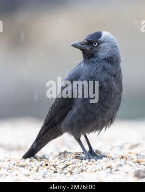 Jackdaw (Corvus monedula) am Kiesstrand bei Regen mit geringer Tiefenschärfe Stockfoto