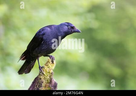 Jackdaw (Corvus monedula) am Kiesstrand bei Regen mit geringer Tiefenschärfe Stockfoto