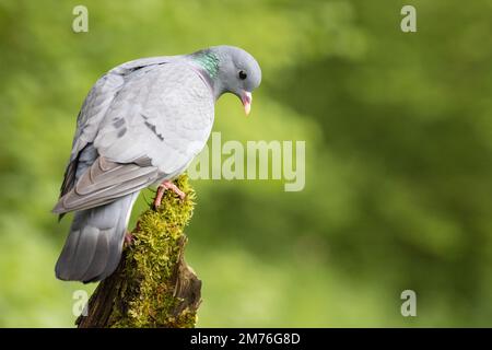 Stock Dove [ Columba Oenas ] auf einem mossigen Pfahl Stockfoto