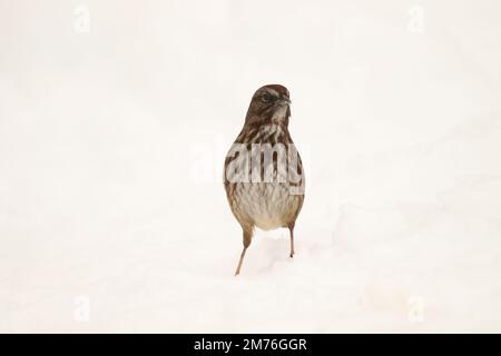 Ein Song Sparrow (Melospiza melodia) steht aufrecht im Schnee mit begrabenen Füßen und leerem weißen Raum. Aufgenommen in Victoria, BC, Kanada. Stockfoto