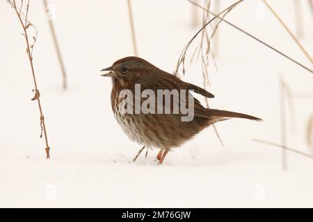 Ein Song Sparrow (Melospiza melodia), der im Schnee mit langen Gräsern singt. Aufgenommen in Victoria, BC, Kanada. Stockfoto