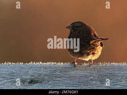 Ein Song Sparrow (Melospiza melodia) von hinten auf einem frostigen Holzzaun. Aufgenommen in Victoria, BC, Kanada. Stockfoto