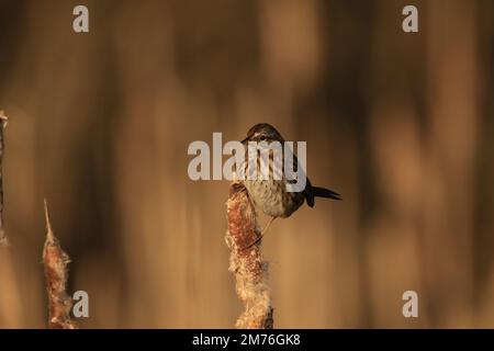 Ein Song Sparrow (Melospiza melodia) auf einem trockenen Kattelschildkröten und einem braunen, verschwommenen Hintergrund. Aufgenommen in Victoria, BC, Kanada. Stockfoto