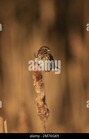 Ein Song Sparrow (Melospiza melodia) auf einem trockenen Kattelschildkröten und einem braunen, verschwommenen Hintergrund. Aufgenommen in Victoria, BC, Kanada. Stockfoto