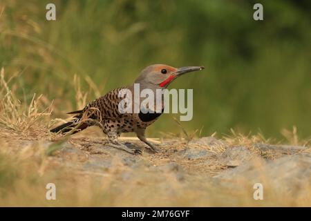 Nahaufnahme eines männlichen Rotschacht-Flickers (Colaptes auratus) vom Boden aus. Aufgenommen in Victoria, BC, Kanada. Stockfoto