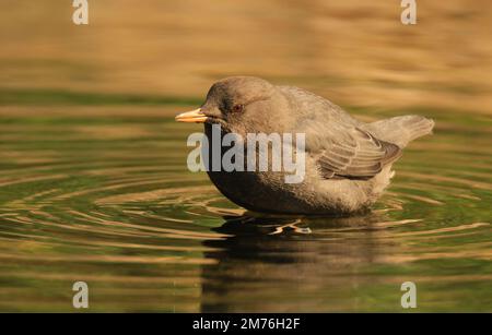 Ein amerikanischer Dipper (Cinclus mexicanus) steht in einem flachen Fluss. Aufgenommen in Victoria, BC, Kanada. Stockfoto