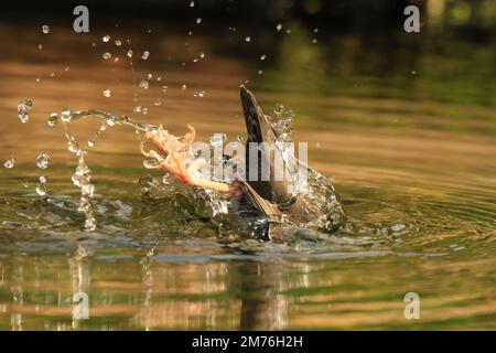 Ein amerikanischer Dipper (Cinclus mexicanus) taucht in den Fluss und spritzt Wassertropfen, während seine Füße und sein Schwanz herausragen. Aufgenommen in Victoria, BC, Cana Stockfoto