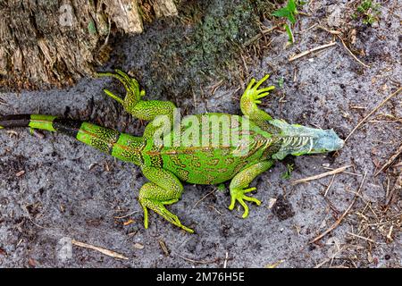 Nach dem Sturz von einem Baum in West Palm Beach, Florida, USA, liegt eine kalte grüne Leguane auf dem Boden. Stockfoto