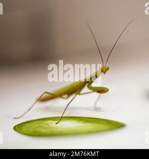 Mantis-Tarnkleidung in Aquarellmalerei ausbeuten Stockfoto
