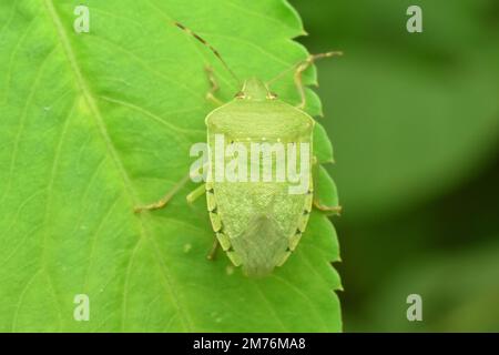 Südliches Grün stinkende Insekten, die auf grünem Blatt kriechen. Java Indonesien. Nezara viridula. Stockfoto