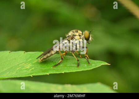 Die Räuberfliege ruht auf der Blattspitze und wartet darauf, dass eine Beute überfallen wird. Java, Indonesien. Stockfoto