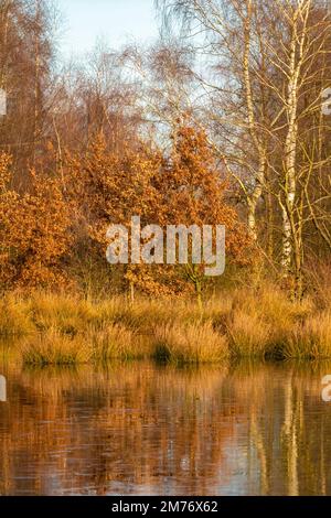 Landschaft, ein halb gefrorener See vor dem Wald, Reflexionen der Bäume im Wasser mit Eis. Warme Farben, Winter, Frost und Kälte Stockfoto