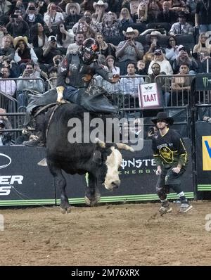 New York, New York, USA. 7. Januar 2023. Professioneller Bullenreiter ANDREW ALVIDREZ aus Seminole, TX. „Big Mac“ beim jährlichen „Unleash the Beast“-Wettbewerb PBR Classic im Madison Square Garden in New York. Es gibt 40 Bullenreiter, die an der Veranstaltung teilnehmen. (Kreditbild: © Brian Branch Price/ZUMA Press Wire) Stockfoto
