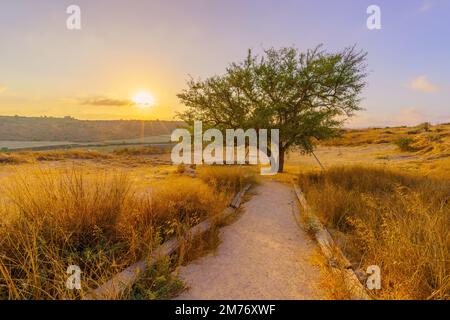 Blick auf einen Fußweg bei Sonnenaufgang und den Lone Ghost Tree im Tel Lachish National Park, der Shephelah-Region, südlich-zentral Israel Stockfoto