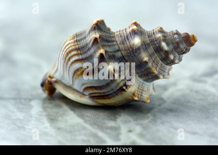 Nahaufnahme einer Meeresmuschel auf einer Marmoroberfläche. Schöne Konsistenz der Schale Stockfoto