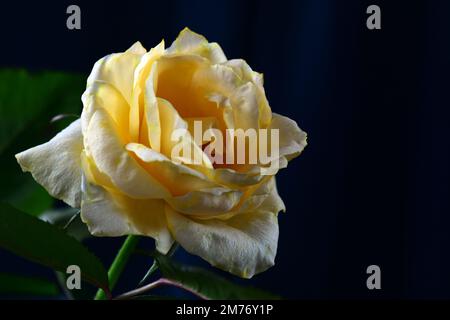Nahaufnahme einer zarten gelben Rose auf dunklem Hintergrund. Geringe Schärfentiefe. Stockfoto