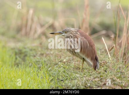 Indischer Teichreiher oder Paddybird ist ein kleiner Reiher. Es stammt aus der Alten Welt und wächst im südlichen Iran und östlich bis zum indischen Subkontinent. Stockfoto