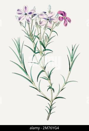 Vintage shewy Phlox Blumenzweig zur Dekoration Stock Vektor