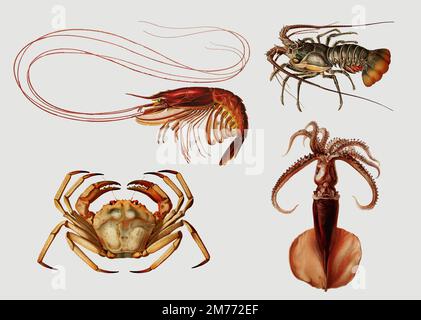 Marine Life Vintage Illustration Stock Vektor