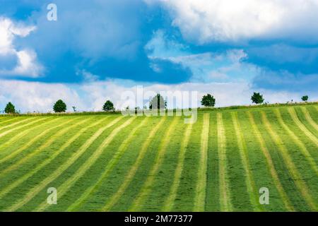 Odry (Odry) : gemähte Wiese, gemähtes Gras, Baumreihe in , Moravskoslezsky, Mährisch-Schlesische Region, Tschechien Stockfoto