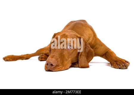 Wunderschönes ungarisches Vizsla-Hundeschlittenfoto. Hund liegt mit dem Kopf unten auf dem Boden und schaut in die Kamera, isoliert auf weißem Hintergrund Stockfoto