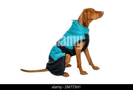 Das durchgehende Studio-Porträt eines prächtigen vizsla-hundes, der einen Winterhundmantel trägt, isoliert über weißem Hintergrund. Stockfoto