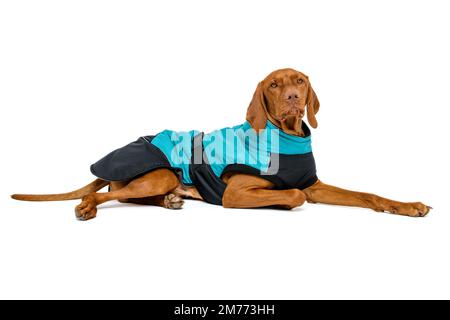 Das durchgehende Studio-Porträt eines prächtigen vizsla-hundes, der einen Winterhundmantel trägt, isoliert über weißem Hintergrund. Stockfoto