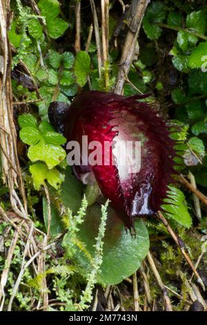 Ein gesäumter Hellmet OrchidCorybas Fimbriatus Queen Mary Falls Australien. Stockfoto