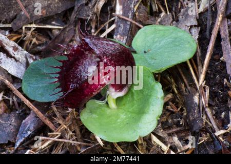 Eine Ansammlung gesäumter Helmorchideen (Corybas fimbriatus) mit einer in der BlumenQueen Mary Falls Australien Stockfoto