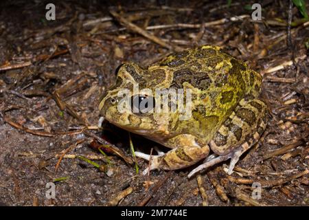 Prunkvoller Burrowing Frog (Platyplectrum ornatum), der nach starkem Regen im Freien sitzt. Bundaberg Australien Stockfoto