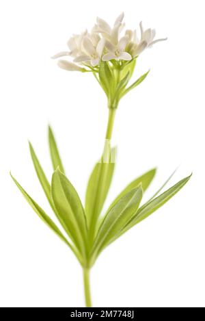Süße Waldmeister Blumen isoliert auf weißem Hintergrund Stockfoto