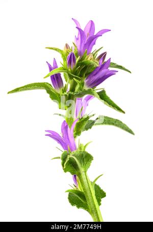 Danes Blutblumen isoliert auf weißem Hintergrund Stockfoto