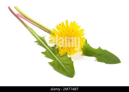 Dandelionblätter mit Blume isoliert auf weißem Hintergrund Stockfoto