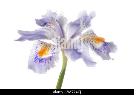 Iris japonica Blumenkopf isoliert auf weißem Hintergrund Stockfoto