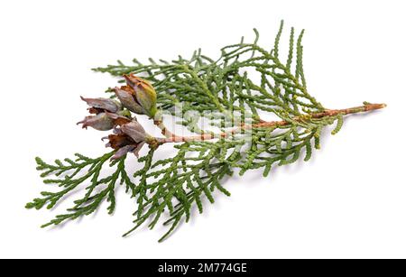 Chinesische Thuja mit Zapfen isoliert auf weiß Stockfoto