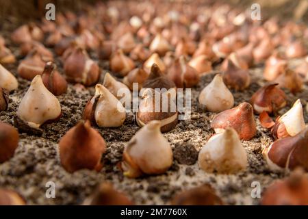 Dutzende Tulpenbirnen, die in sandigen, gut abtropfenden Boden gepflanzt wurden. Pflanzen von Tulpenbirnen in einem Blumenbeet. Wachsende Tulpen. Herbst Gartenarbeit Jobs Hintergrund. Niedrig Stockfoto