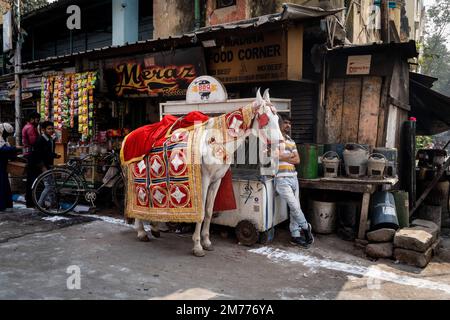 Kalkutta, Indien. 08. Januar 2023. Ein Fahrer besucht sein zeremonielles Pferd vor einer muslimischen Massenehe in Kalkutta. Kredit: Matt Hunt / Neato / Alamy Live News Stockfoto