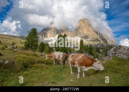 Blick auf die Dolomiten der Sassolungo-Gruppe, zwischen Gardena-Tal und Fassa-Tal mit Kühen, die das Gras beweiden, Italien Stockfoto