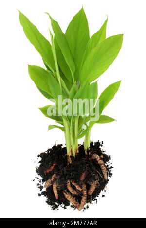 Kurkuma-Gewürzpflanze mit im Boden exponierten Wurzeln. Bio-Produkte aus Eigenanbau, reich an Polypehnolen, Flavonoiden und Antioxidantien. Stockfoto